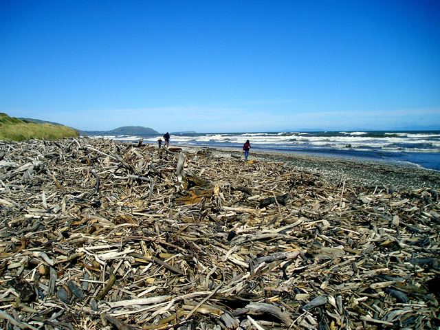 A driftwood-covered beach in New Zealand. What's the provenance of all this wood? Wikimedia Commons